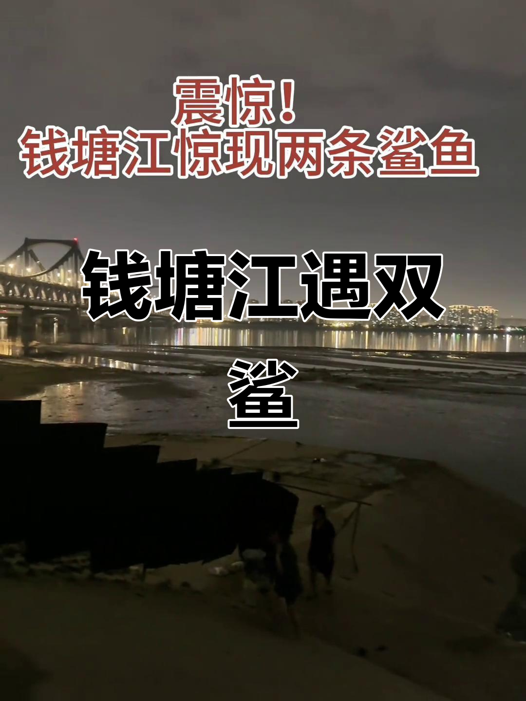 钱塘江惊现两条鲨鱼，黄蚬子也来凑热闹