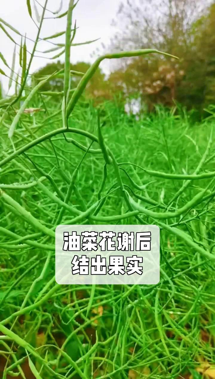 油菜花谢后,结出果实
