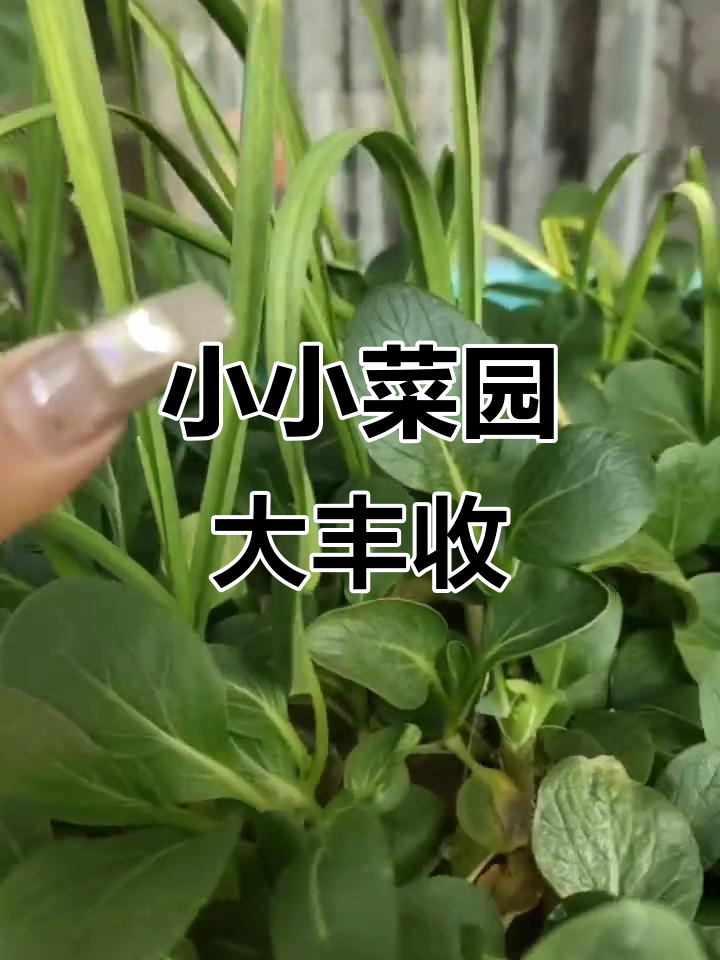 我的小菜园,各种蔬菜生机勃勃,长得真不错!