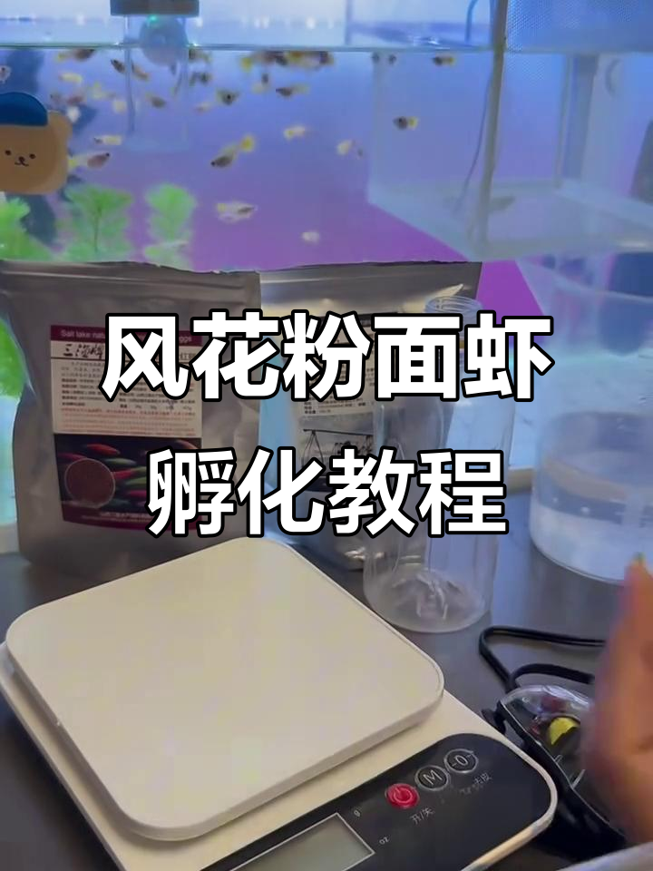 轻松孵化丰年虾，步骤全解析