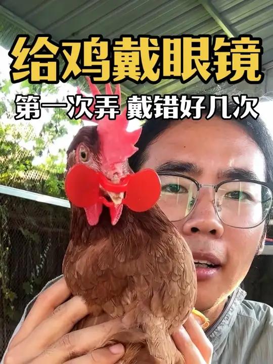 鸡老是打架 今天试试这个 鸡眼镜好不好使 小鸡爸爸我的农村生活