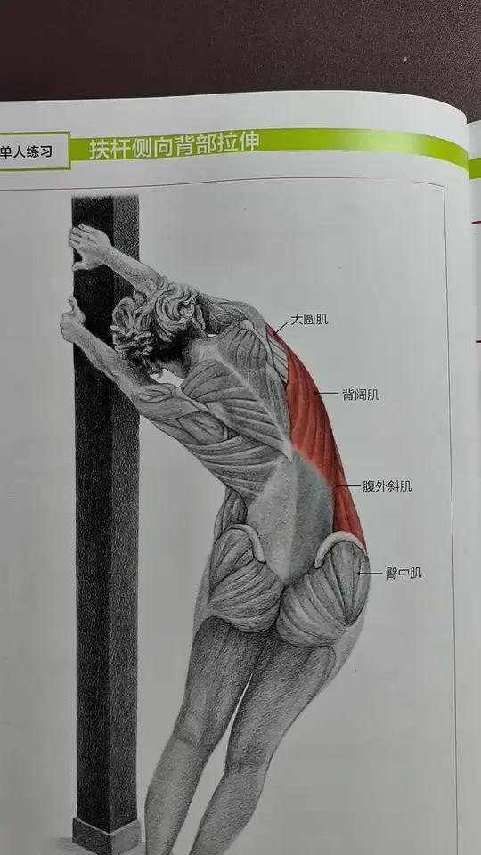 久坐党,背部紧张,腰背部拉伸训练,运动解剖肌肉图,书籍推荐