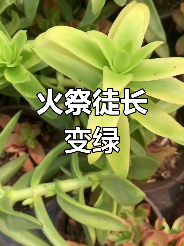 火祭多肉夏季变绿,生长旺盛的秘密