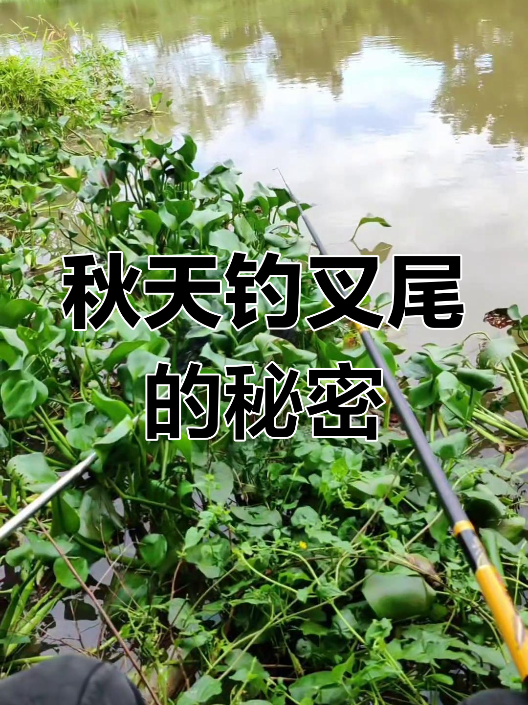秋季钓鱼必备饵料,叉尾鱼轻松上钩!