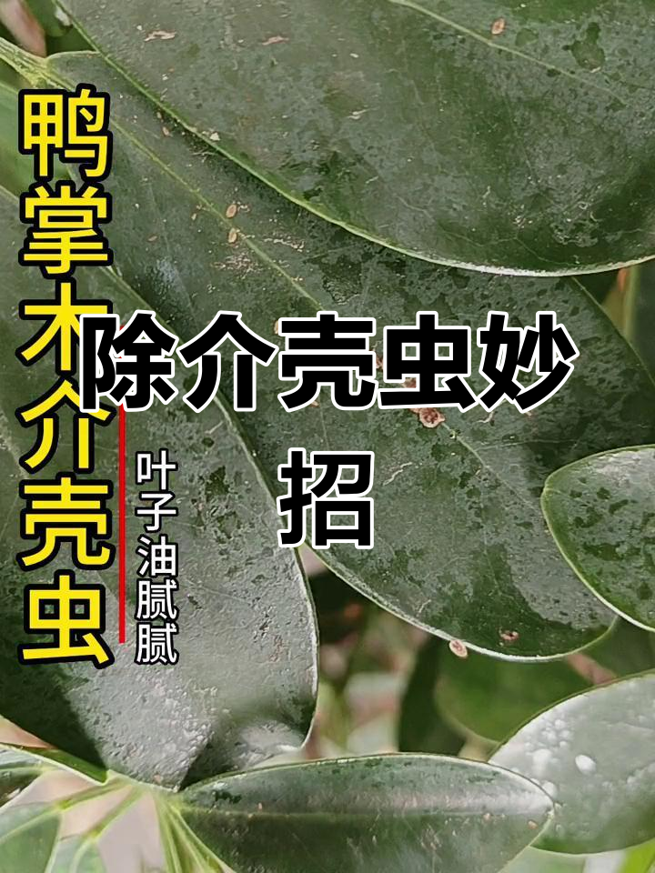 鸭掌木叶子油腻,蚧壳虫作祟