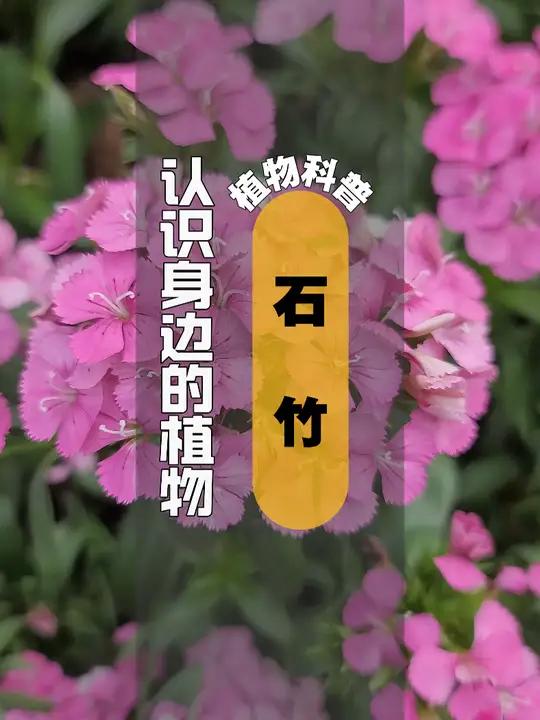 植物科普 I 石竹 石竹(学名:Dianthus chinensis L.)是石竹科石竹属