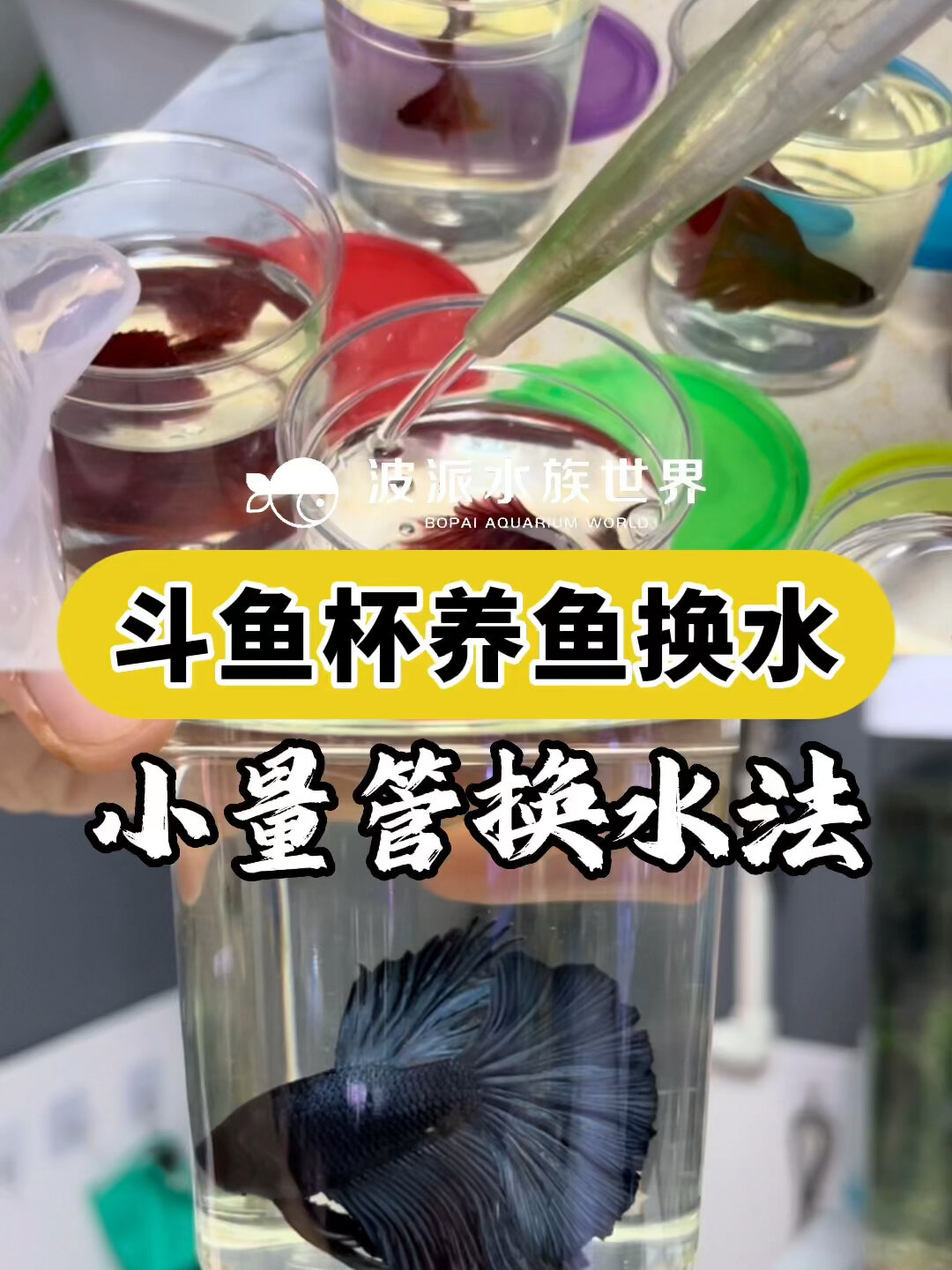 养斗鱼怎么换水