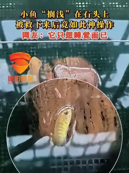 小鱼“搁浅”在石头上,被救下来后竟如此神操作,网友:它只想睡觉而已