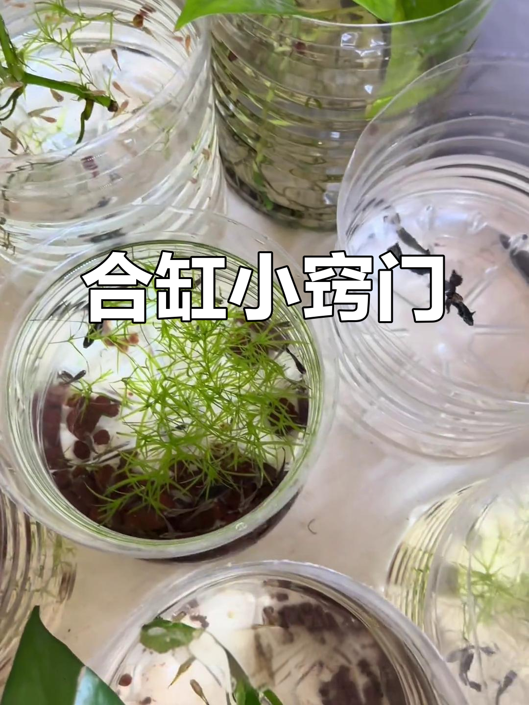幼鱼长到多大才能和大鱼一起养?简单合缸技巧分享