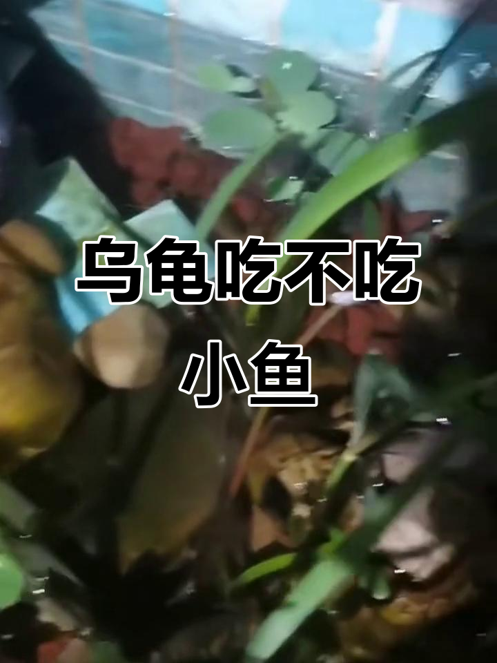 乌龟追鱼能成功吗?草龟与玛丽鱼的共存之道