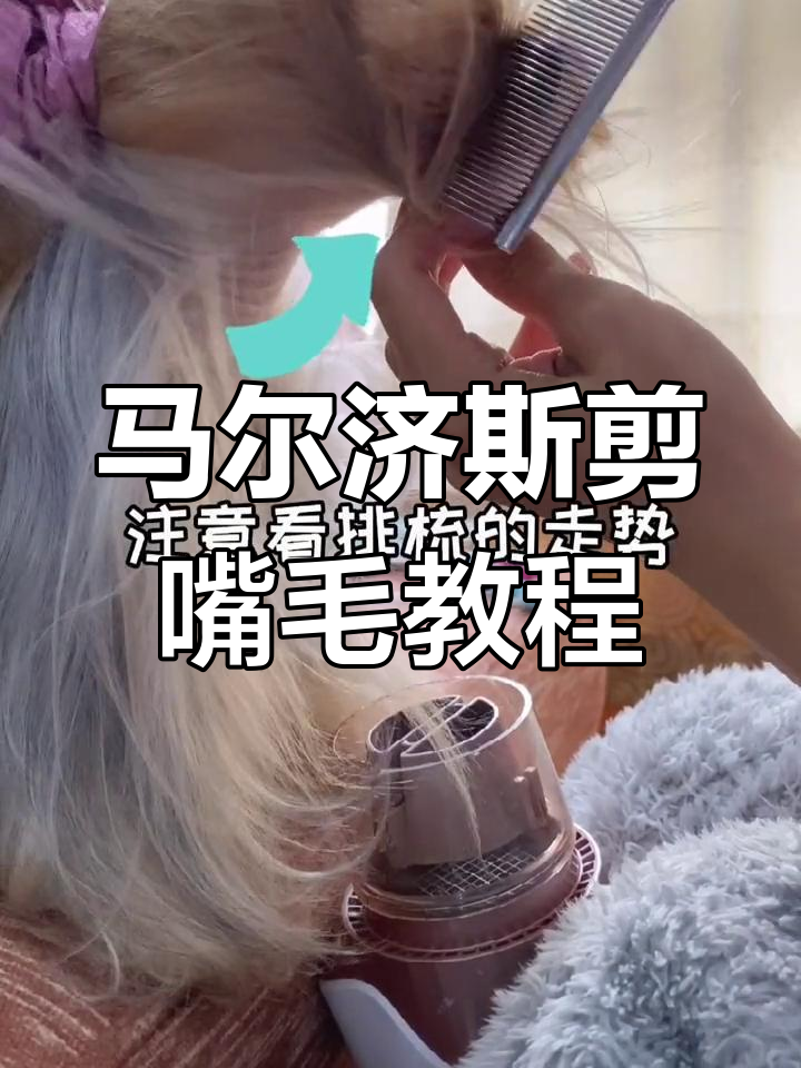 马尔济斯嘴毛修剪技巧大揭秘,打造完美爆炸式造型