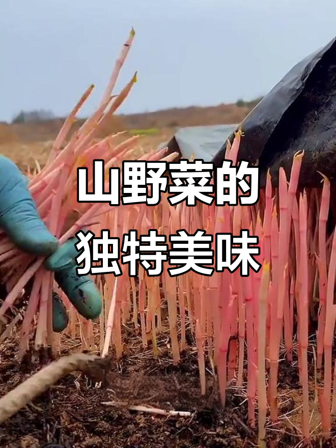 乡村山野菜大揭秘:鸡头菜、虎杖到鹿耳韭,每一种都让人怀念