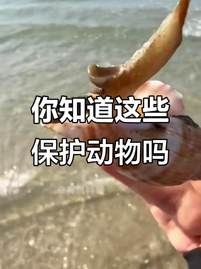 11种神奇动物大揭秘,看看你认识几种?
