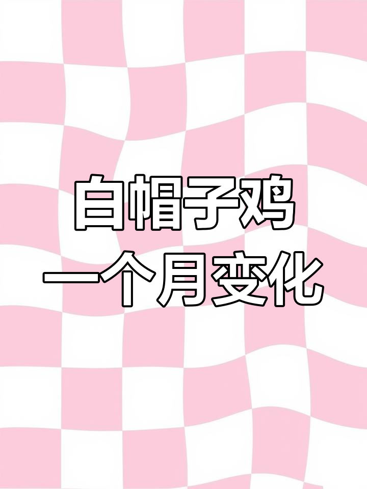 白帽子鸡成长记:从蛋到成鸡的蜕变全过程