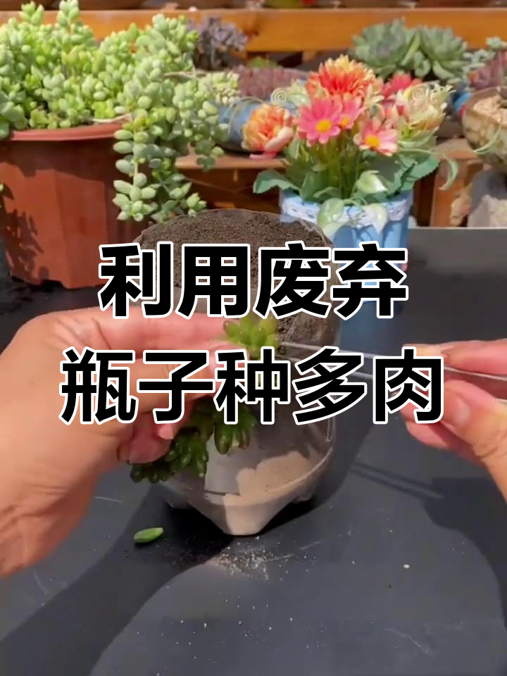 废饮料瓶变多肉花盆,简单又美观