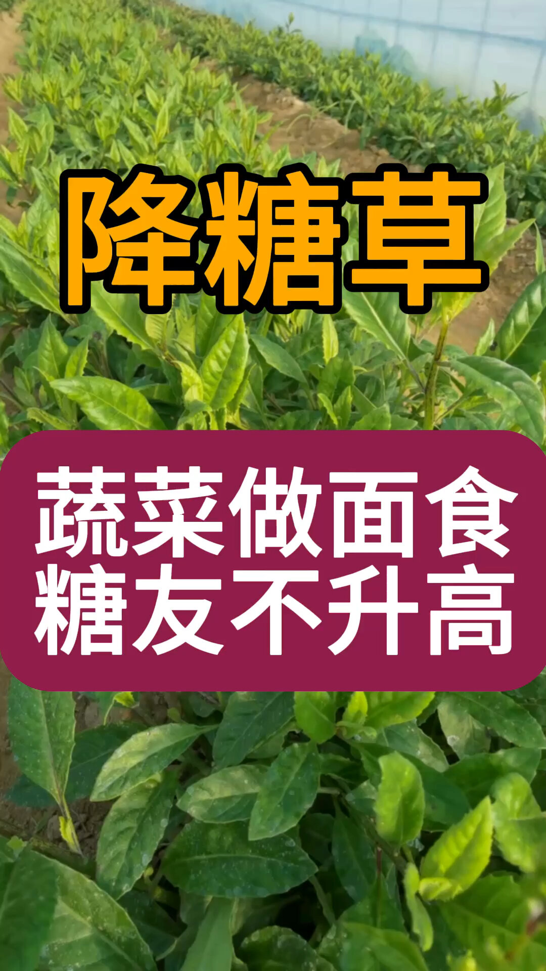 降糖草也叫富贵菜,一次种植无限繁殖