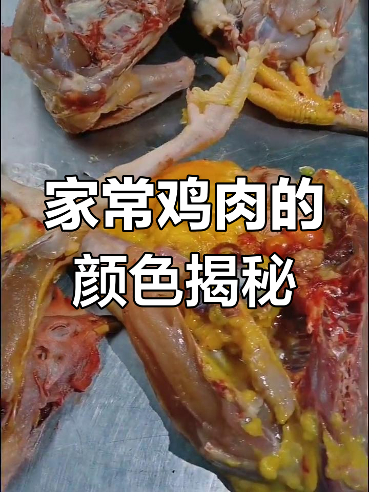 春节回家杀鸡,爷爷奶奶养的土母鸡是什么颜色?