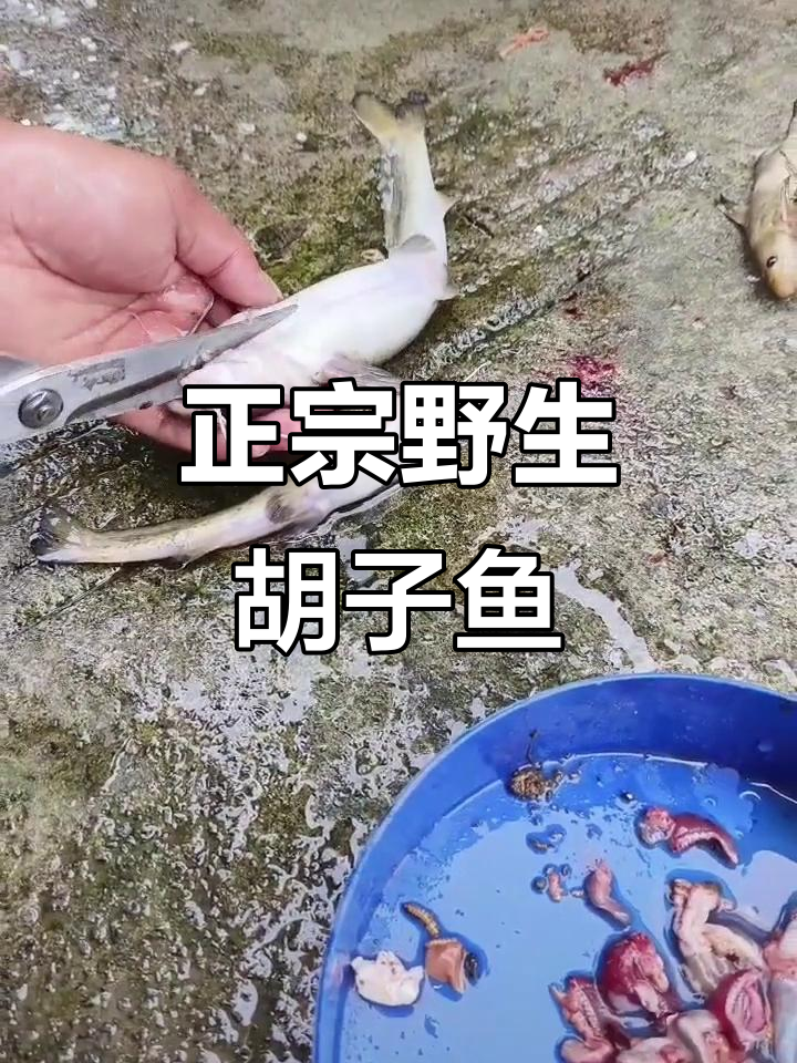 胡子鱼钓趣:钓鱼人才能懂的乐趣