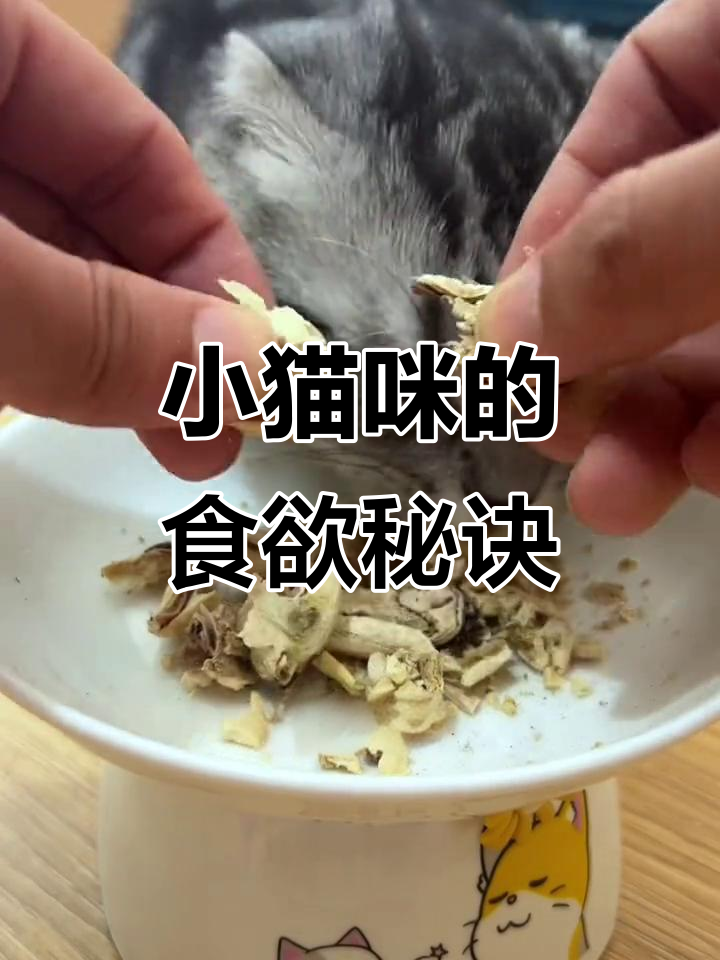 青口贝冻干,拌猫粮让挑食小猫秒变吃货!