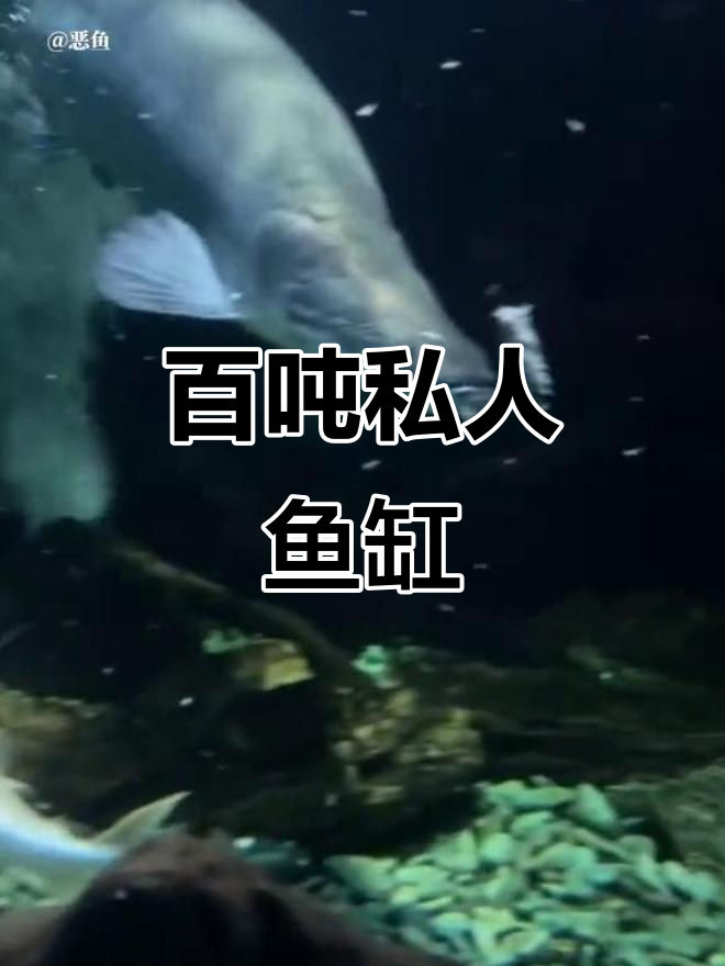 100吨巨型鱼缸,白金猛鱼与巨骨舌鱼的豪华对决