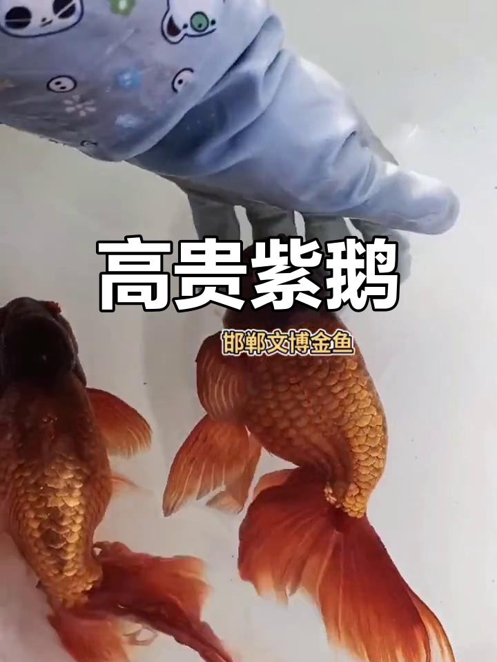 紫鹅金鱼:高贵凤尾品种