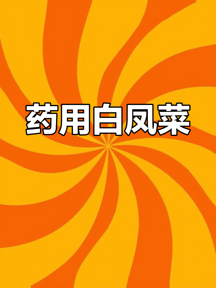 白凤菜,清热解毒、利尿降压,适合多种疾病治疗