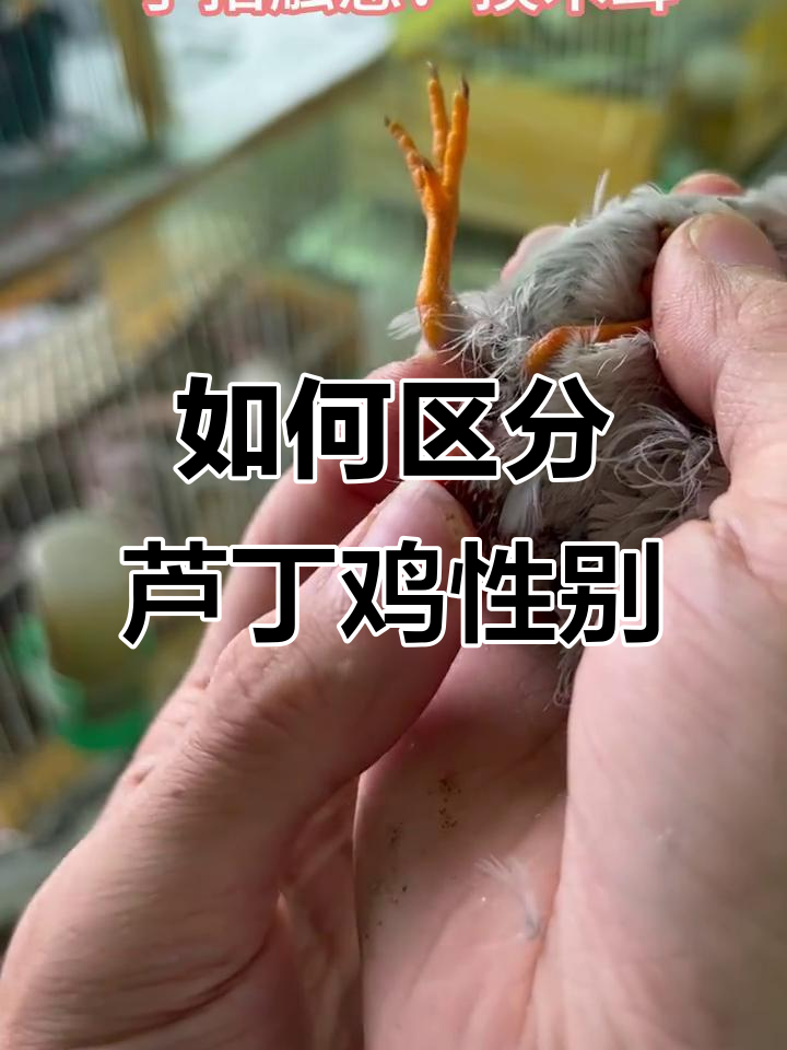 芦丁鸡公母分辨技巧大揭秘，轻松辨别男女
