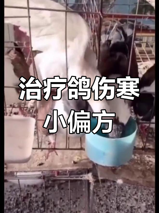 鸽子伤寒治疗法