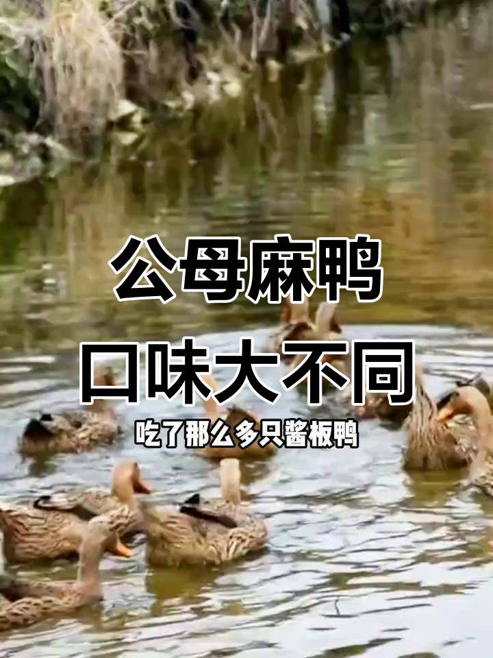 公麻鸭和母麻鸭做酱板鸭的口感差异,哪个更适合腌制?