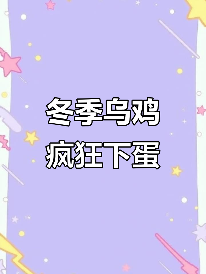 乌鸡冬天也下蛋,母鸡挤在一起热闹非凡