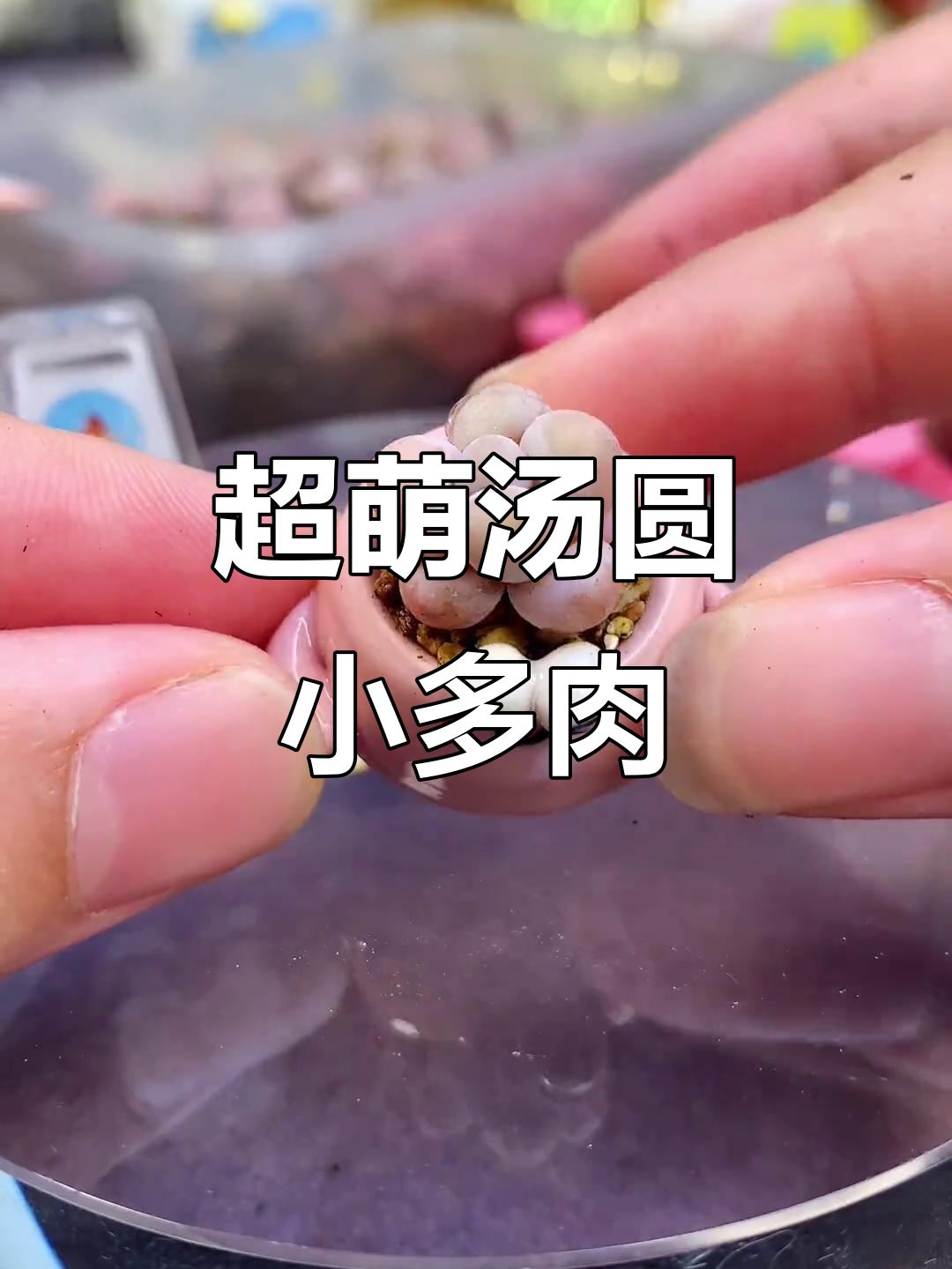 挖到一颗超萌汤圆小多肉，粉嫩可爱！