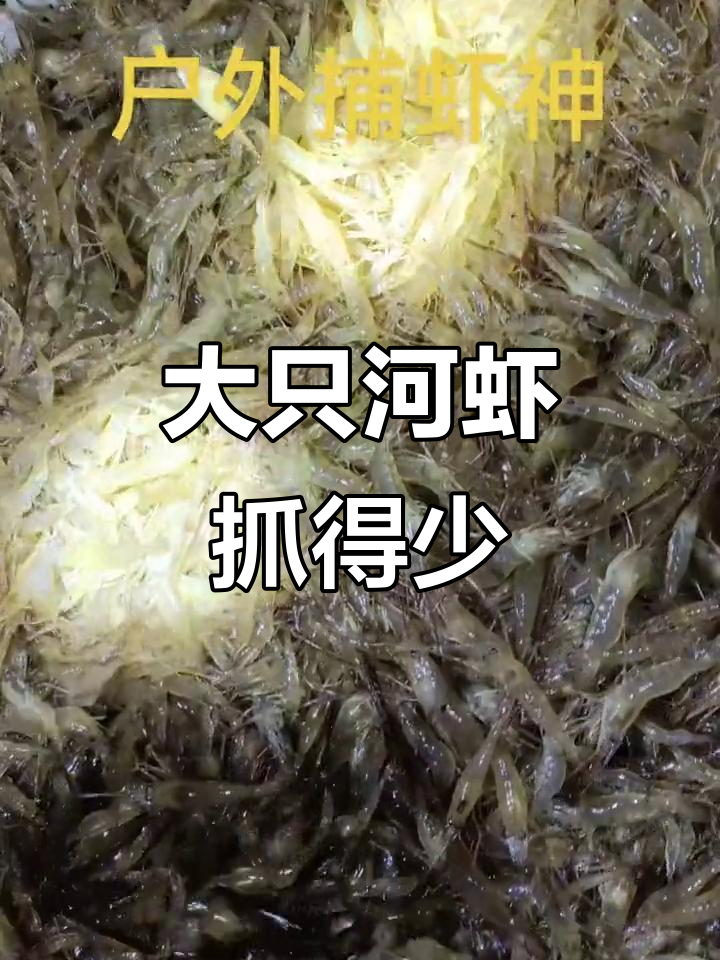 昨晚捉的河虾个头大,但数量不多