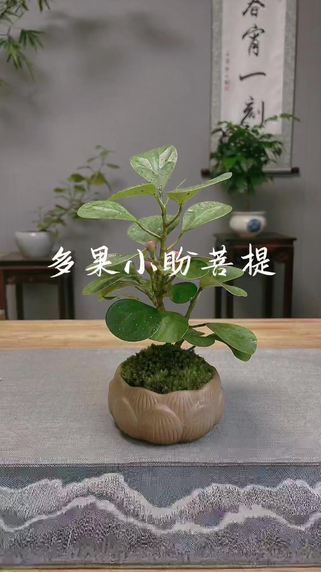 菩提树原来长这样,家里都可以养