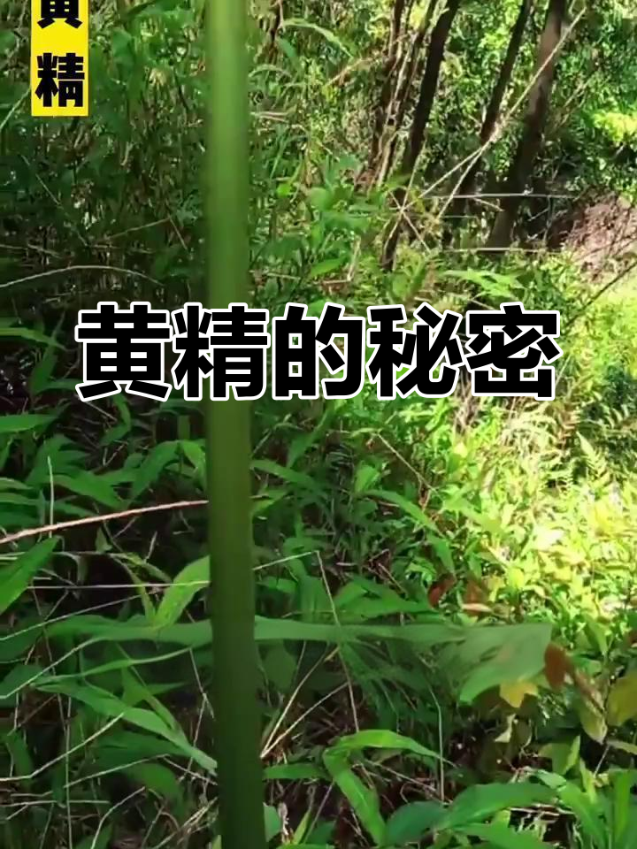 黄精,别名多,春季采挖,洗净蒸晒后入药