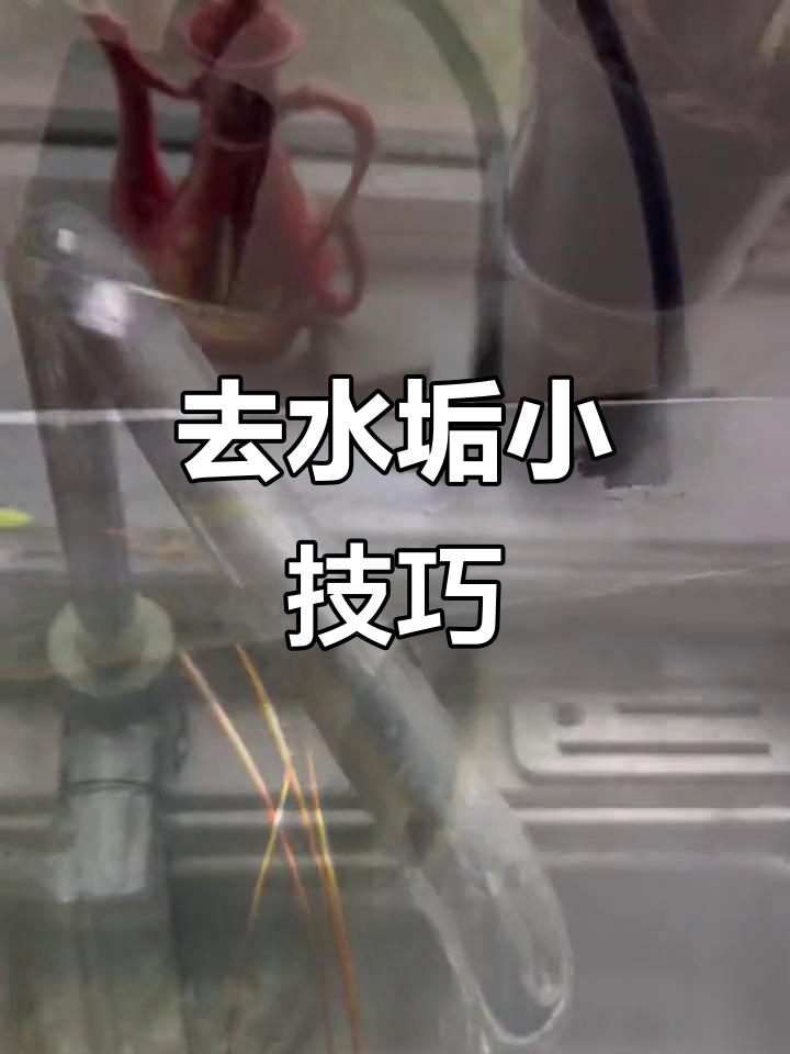 清除鱼缸水垢,轻松搞定!