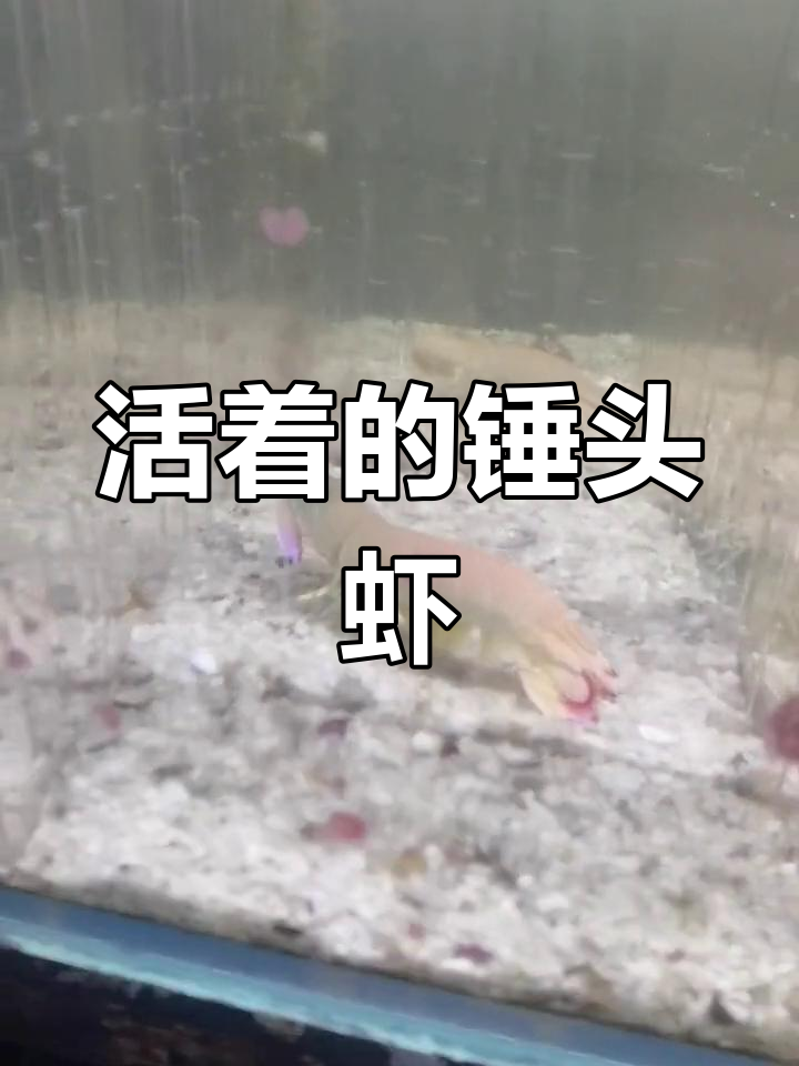 锤头螳螂虾的美丽与挑战