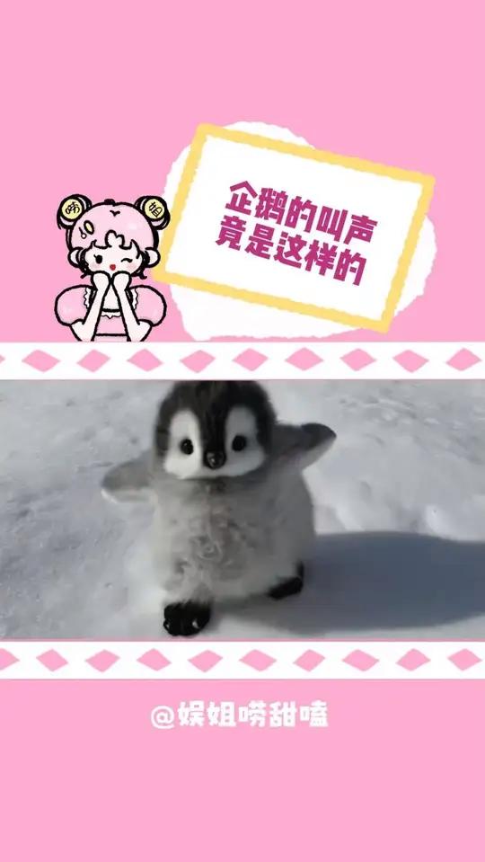 企鹅！你的叫声怎么是这样的？！