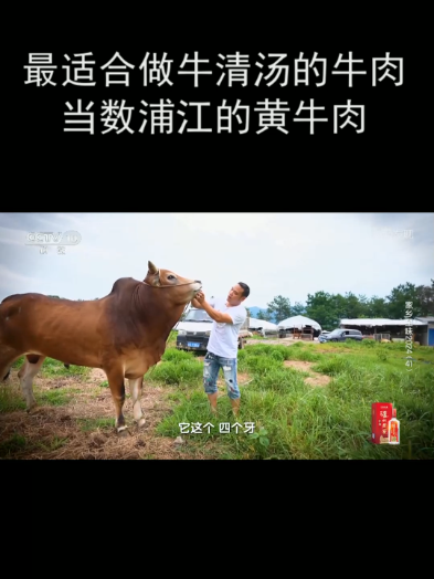 最适合做牛清汤的牛肉 当数浦江的黄牛肉