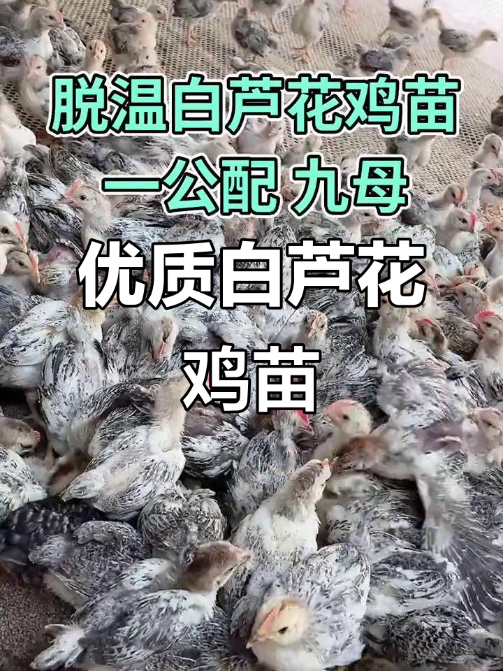 白芦花鸡苗养殖,防疫到位,适应温差,全国发货