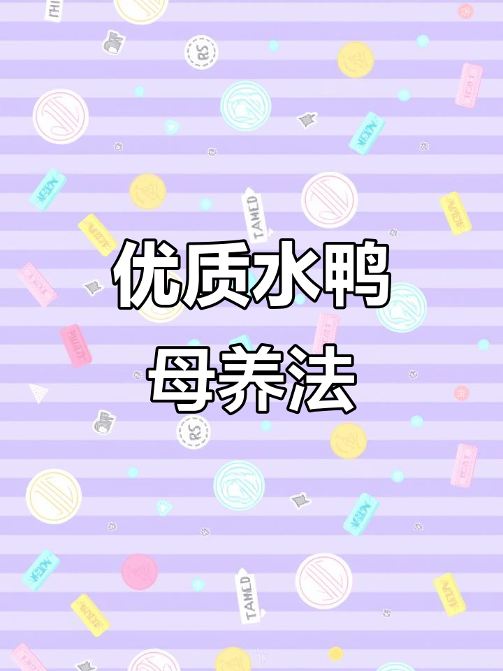 水鸭母养殖技巧,轻松产蛋!