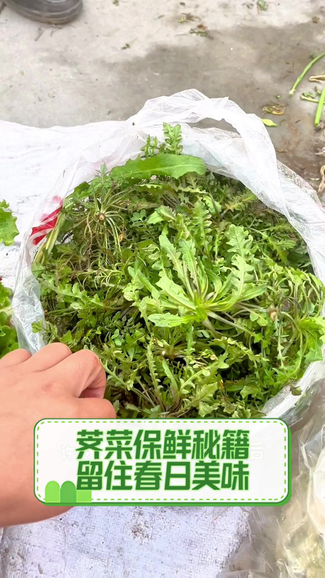 荠菜保鲜秘籍,留住春日美味