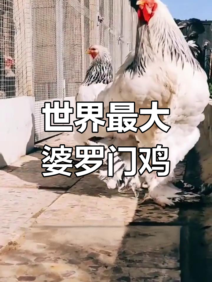 婆罗门鸡：从上海九斤黄到百万富翁的秘密