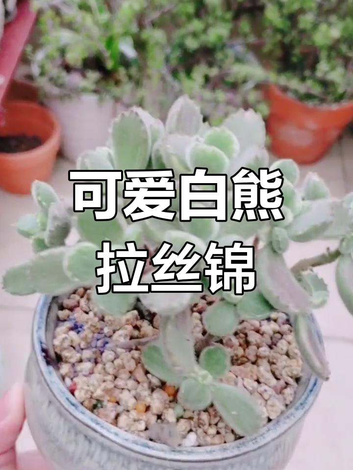 白熊拉丝锦:治愈系多肉植物