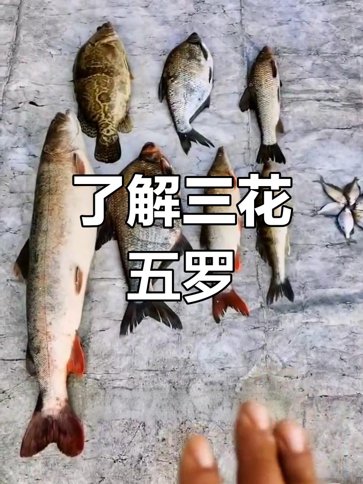 三花五罗鱼种类解析