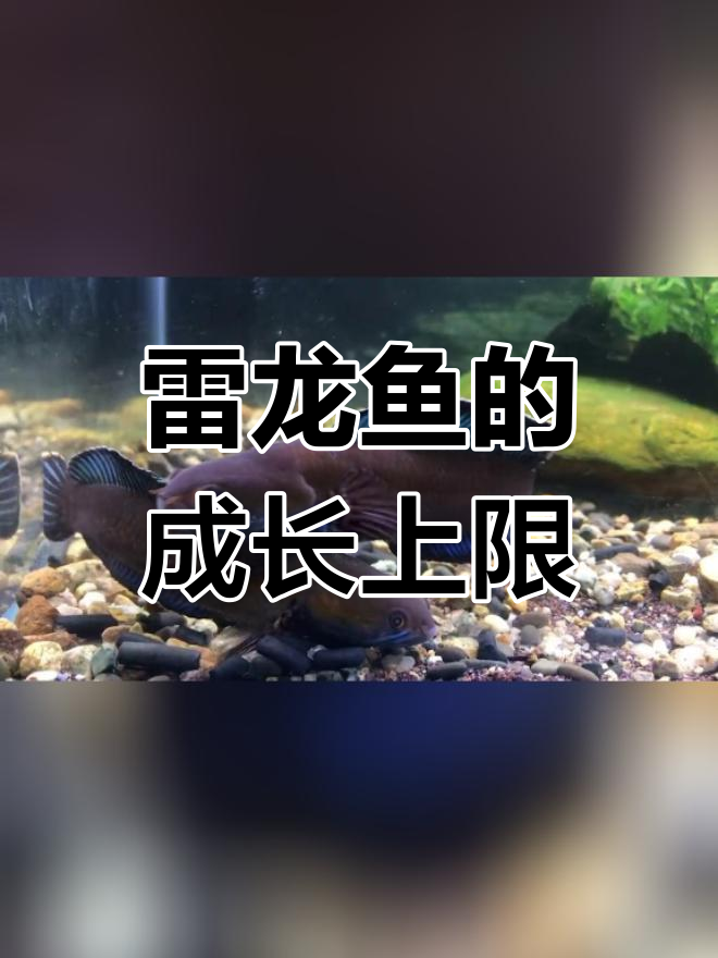 阿萨姆奶茶雷龙鱼能长到多大