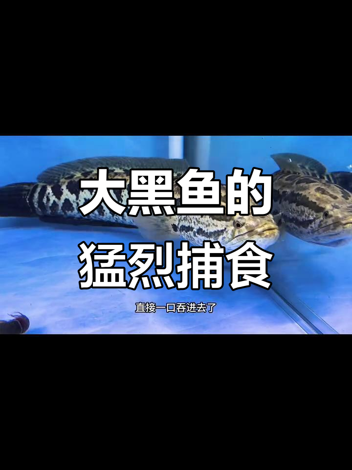 国产大黑鱼捕食霸气十足,铅笔和大老黑的“争斗”引发惊险瞬间