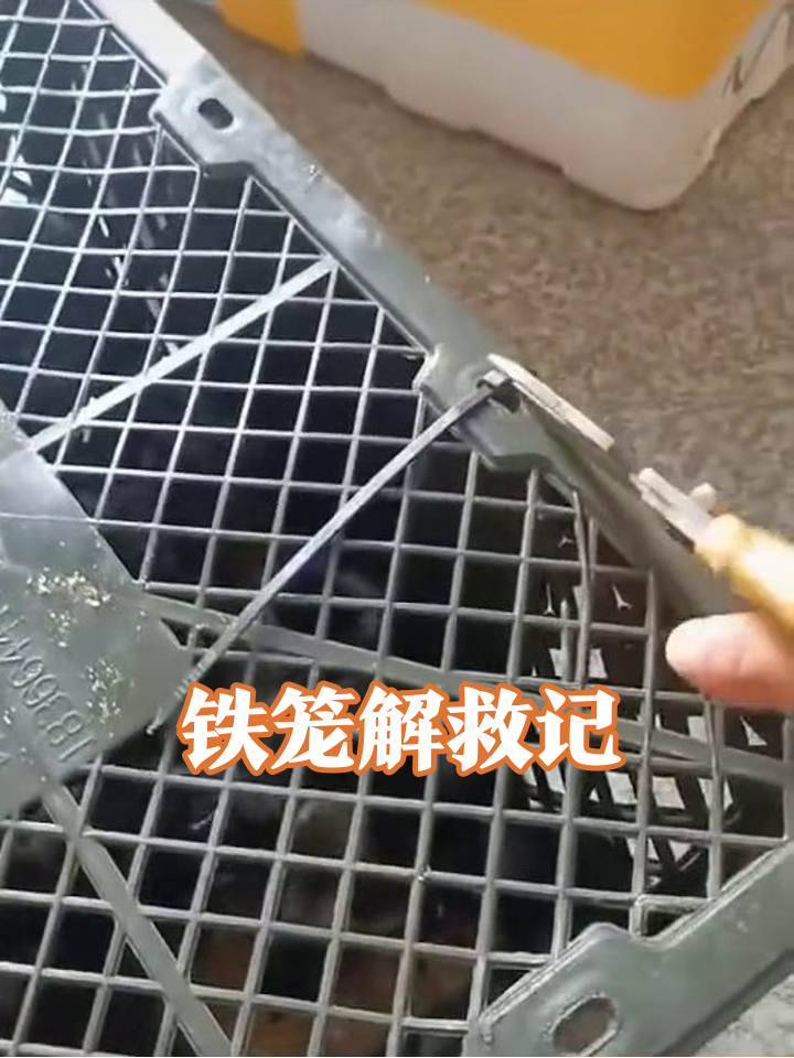 剪刀大战铁笼子!小哥汗流浃背解救笼中小鸡