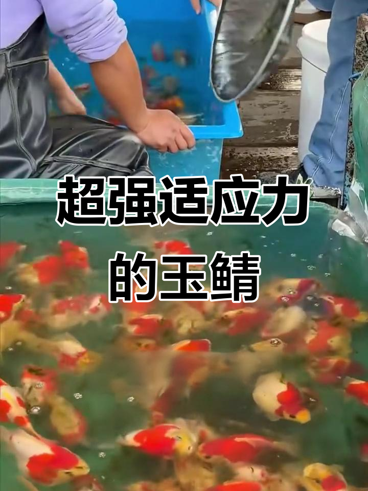 玉鲭鱼:生存力超乎想象,性格温顺适合混养