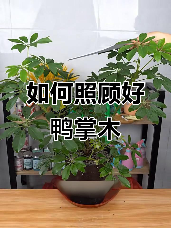 夏季鸭掌木养护全攻略:修剪、浇水与施肥三要点