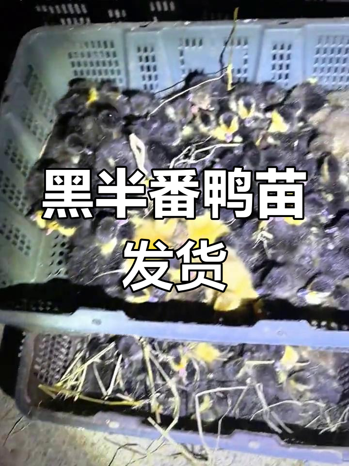 抚州黑半番鸭苗孵化与出货实拍